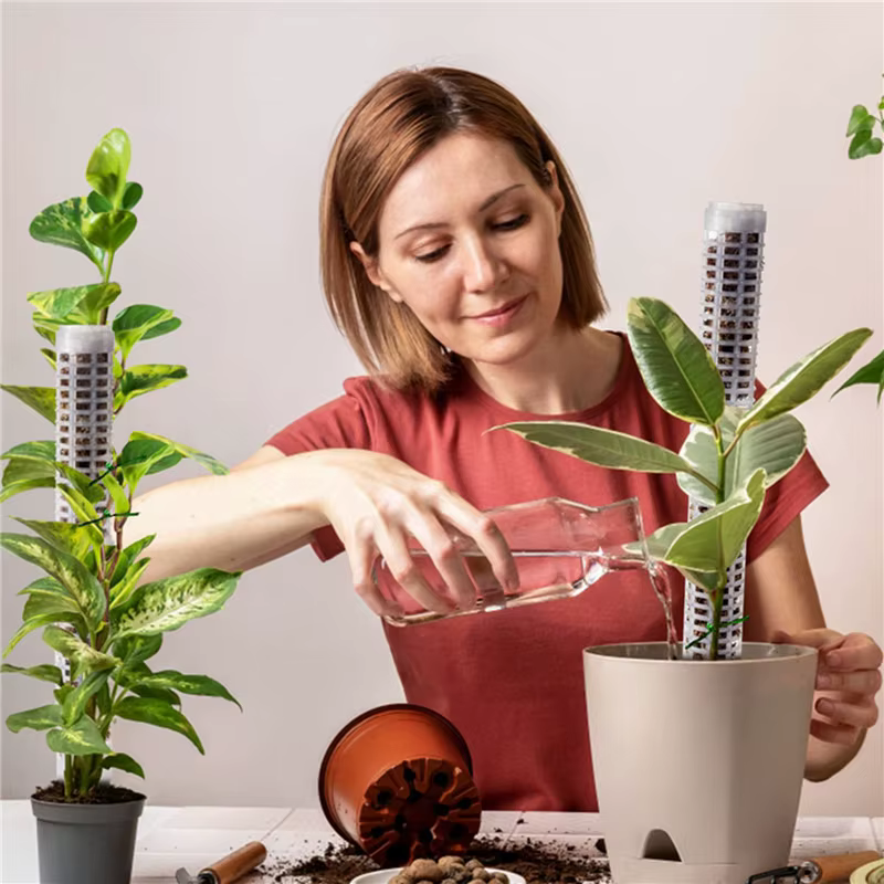 Colonne grimpante pour plantes