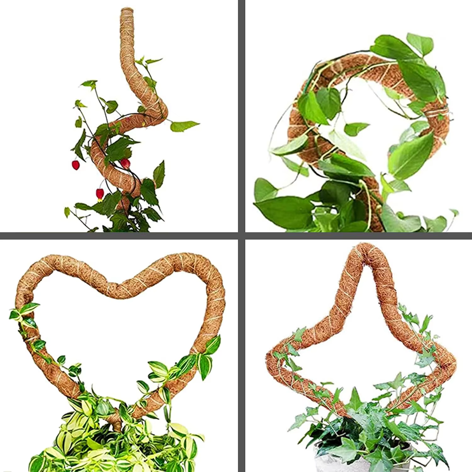 Poteaux Pliables pour Plantes Monstera