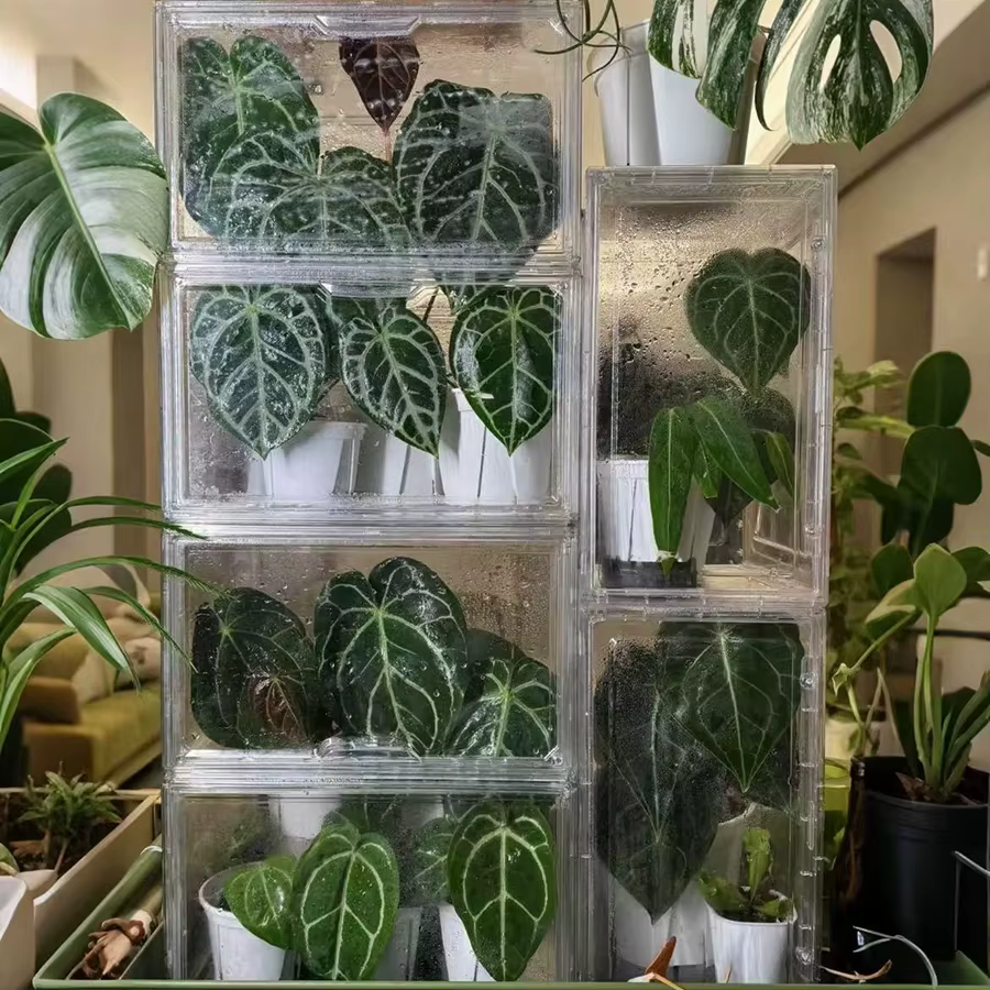 Boîte d'incubation de plantes