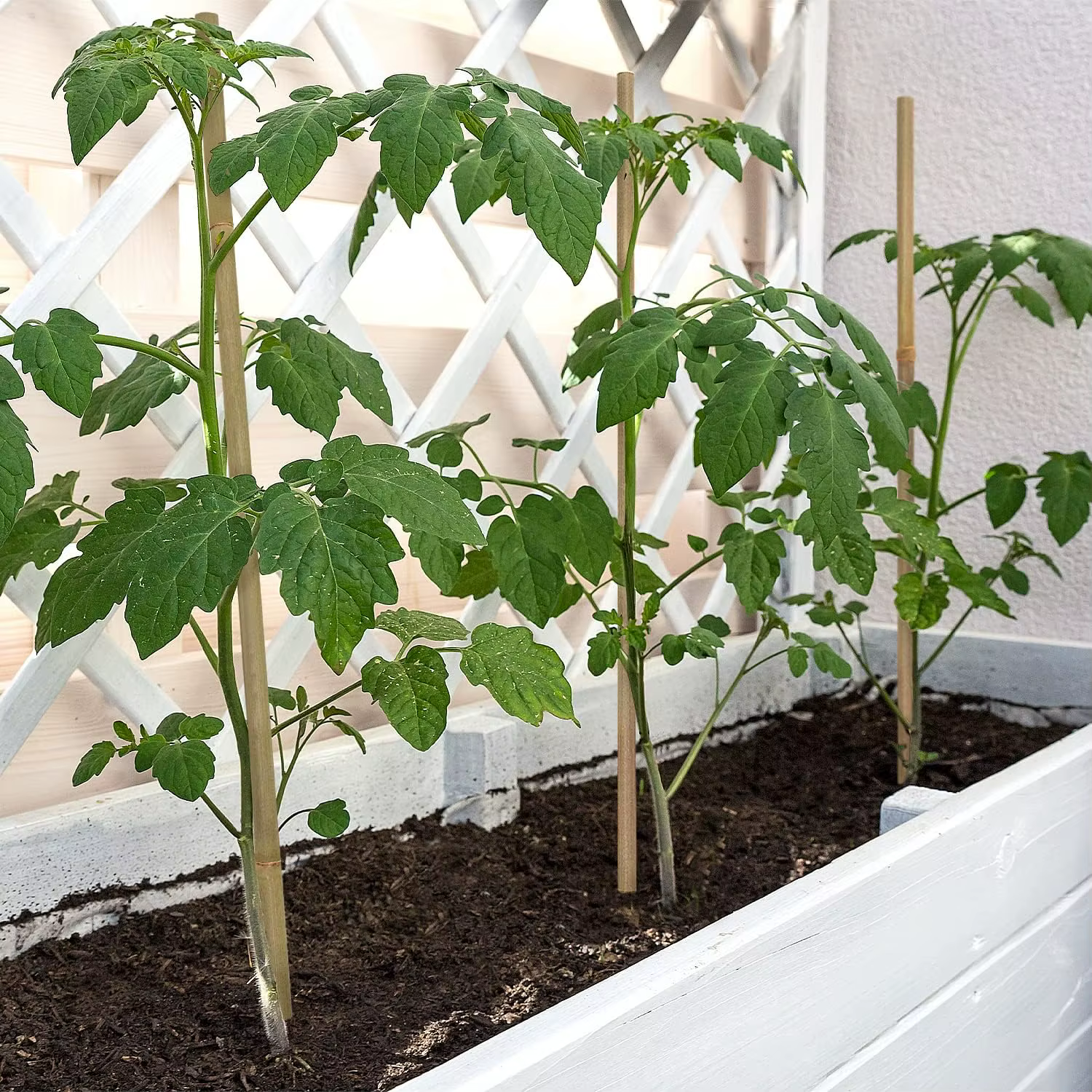 Piquets de Soutien pour Plantes