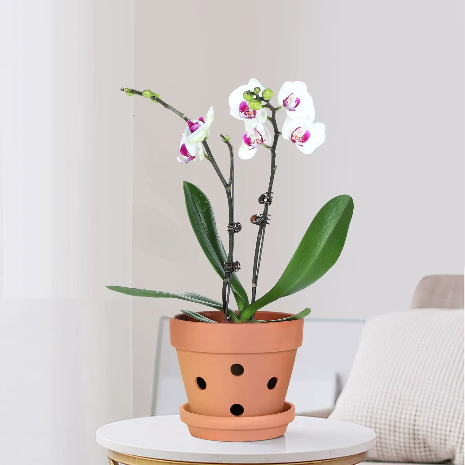 Pots d'orchidées en terre cuite de 4 pouces