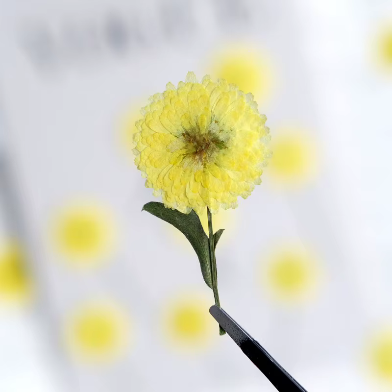 12 pièces/6-9 cm, nature Helichrysum pressé fleurs séchées bricolage bougie résine aromathérapie incrusté plante cadre Photo matériaux artisanaux