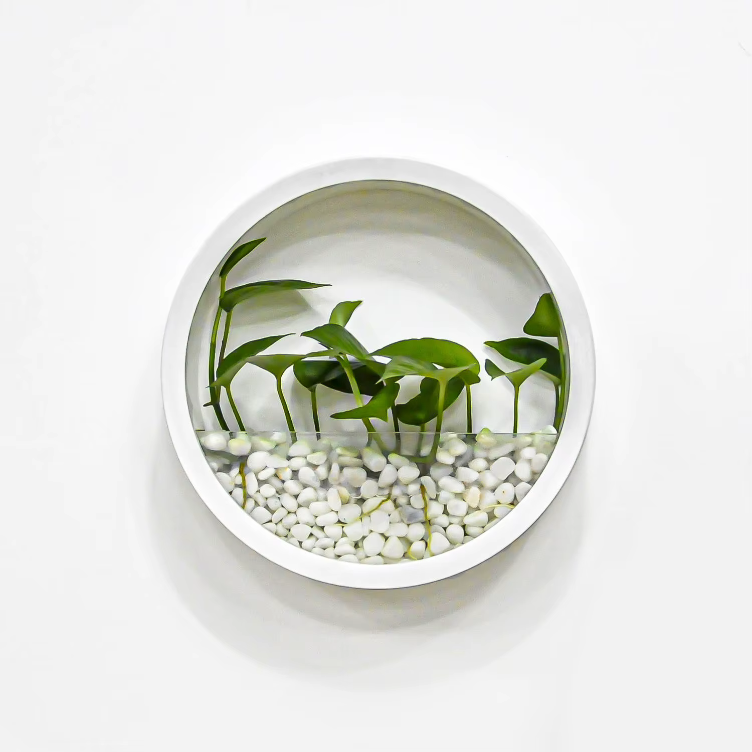 Vase rond mural pour plantes succulentes