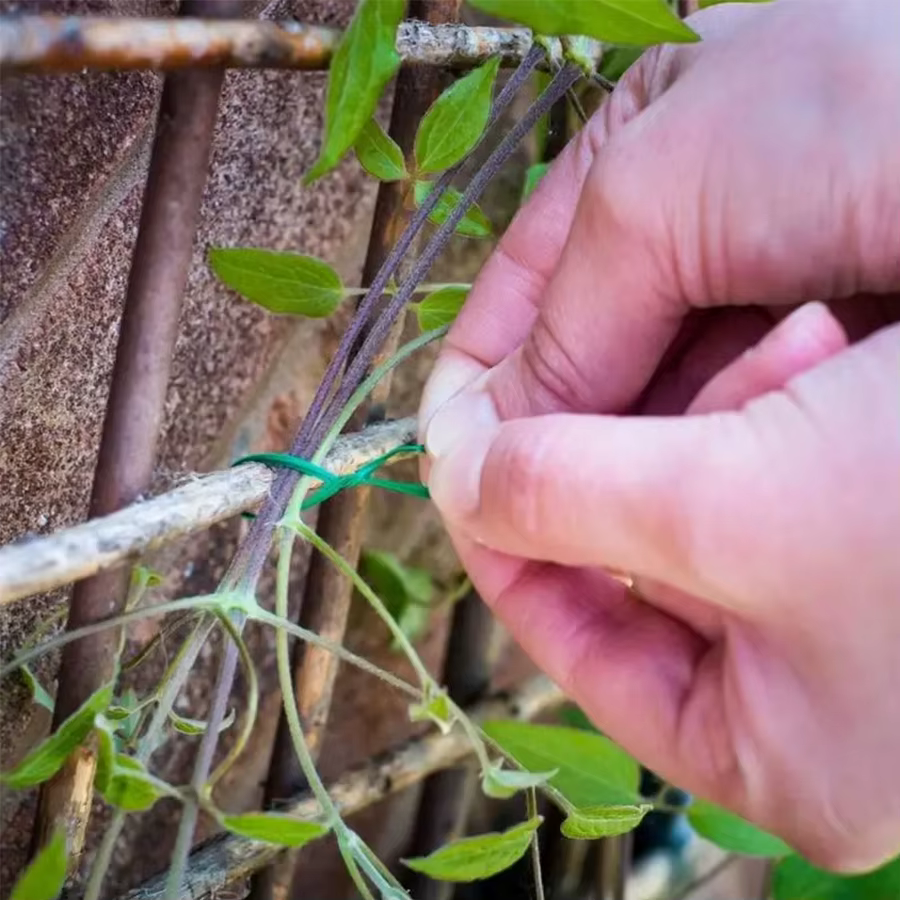 Corde de support pour plantes