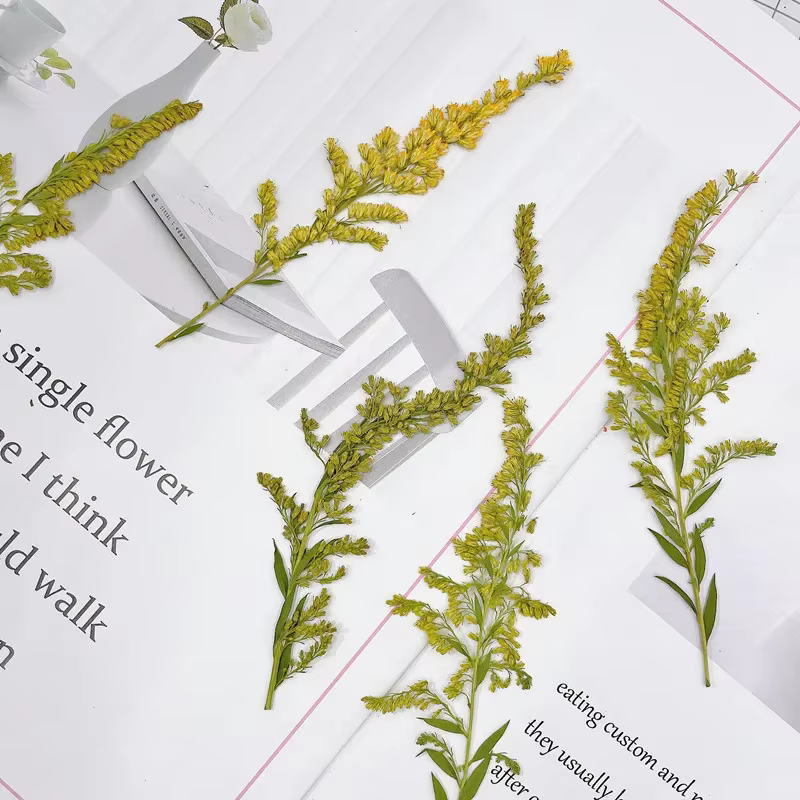Plante en relief de fleur pressée naturelle