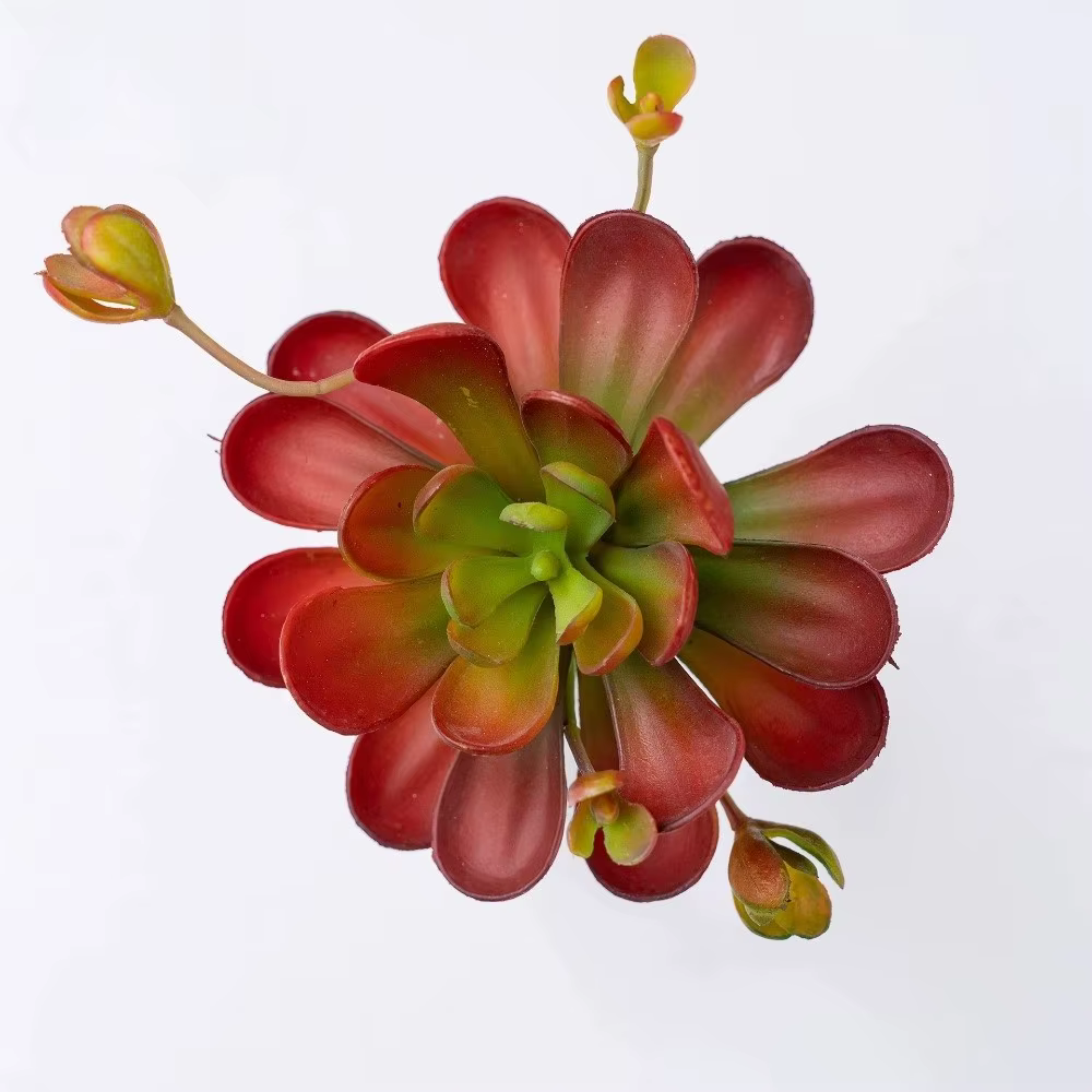 Plante succulente artificielle réaliste au toucher authentique