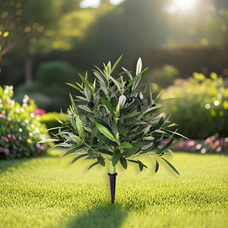 Plante d'olivier de printemps