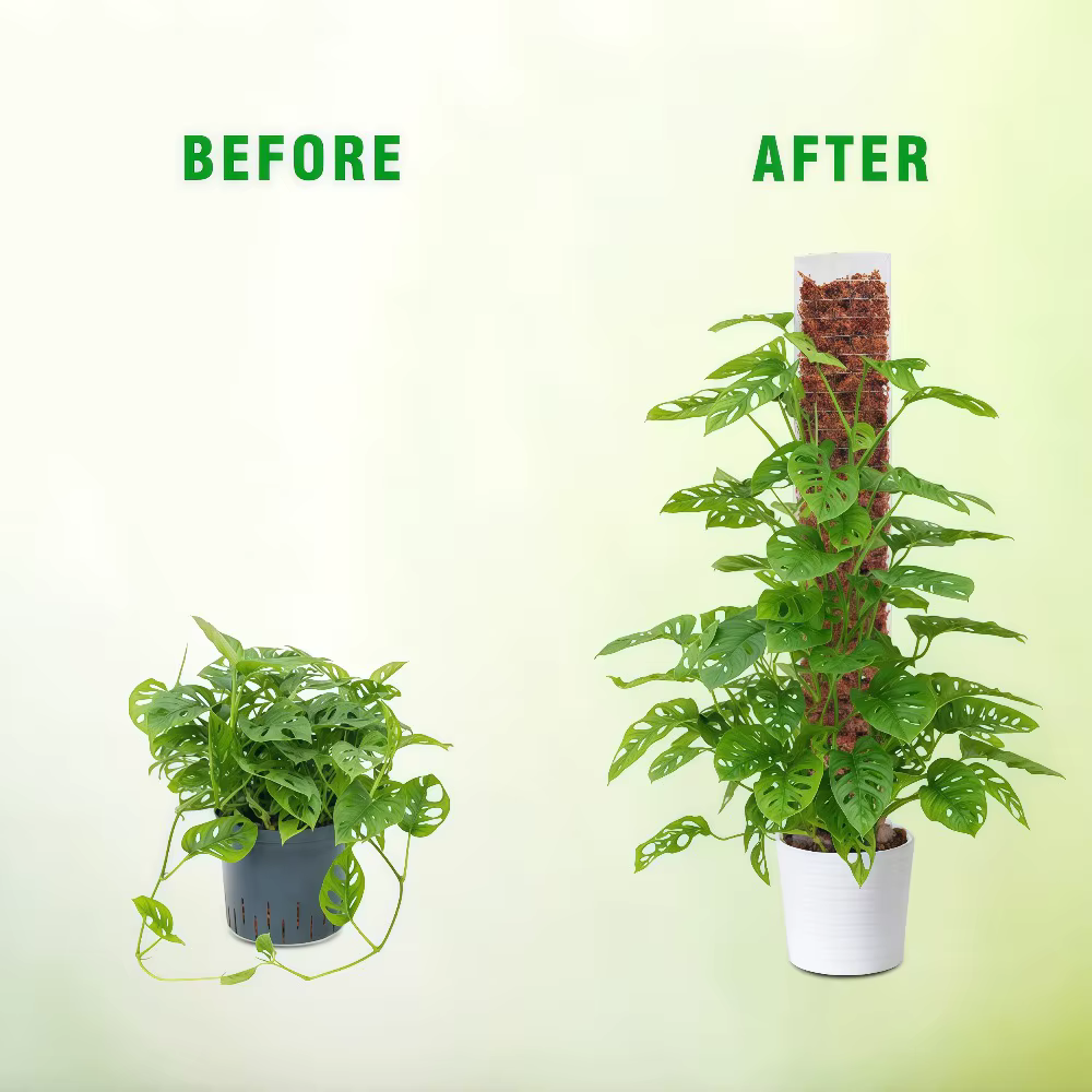 Support en plastique pour plantes grimpantes d'intérieur