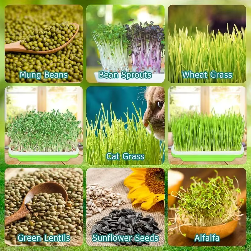 Plateau de germination de jardin
