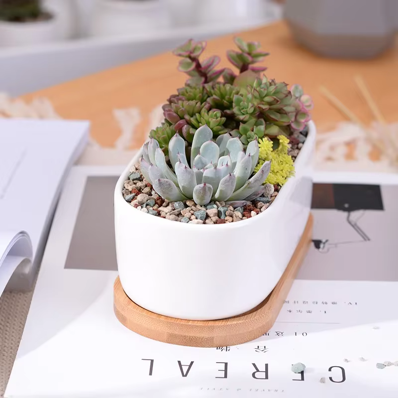 Pot de jardinière succulente blanche en céramique de forme ovale avec plateau en bambou
