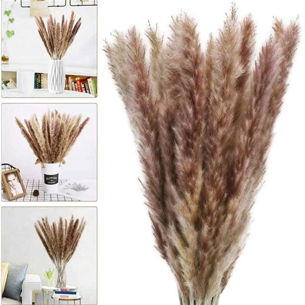 100 pièces/lot crème Pampas herbe moelleux chambre Phragmites décoration naturel lapin queue