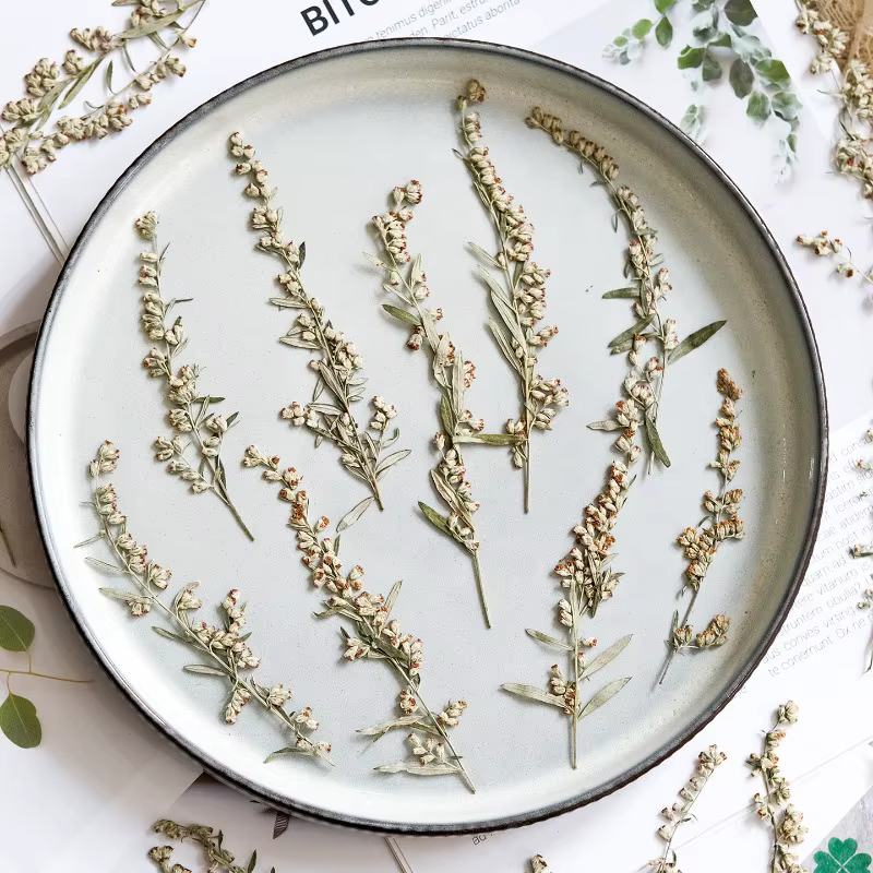 12 pièces, fleurs pressées séchées Artemisia naturelles