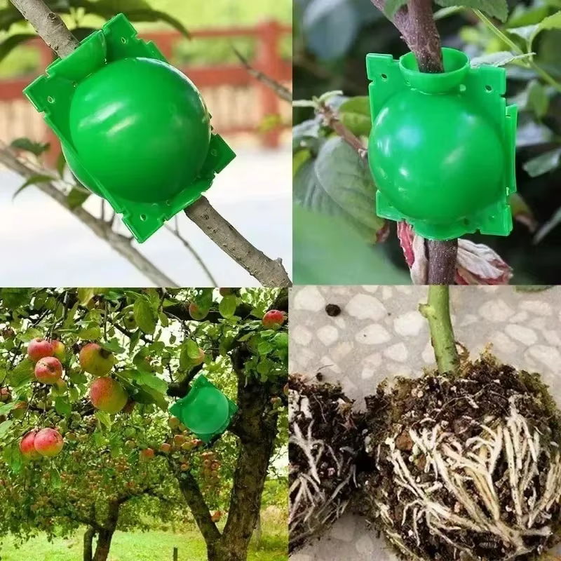 Boule d'enracinement pour plantes