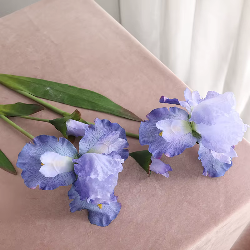 Fleurs injirlandaises Alice Iris