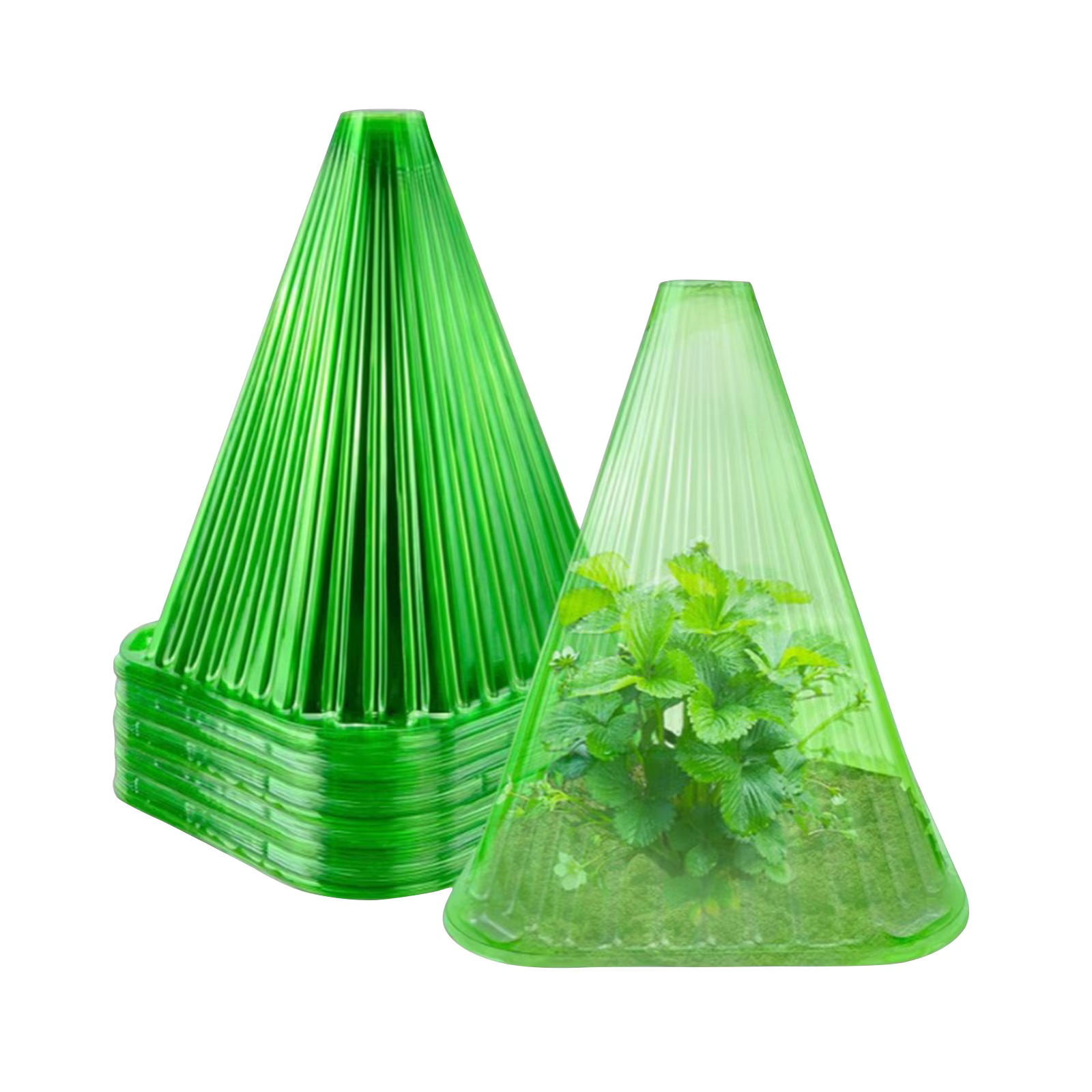 Cloche de plantes vertes