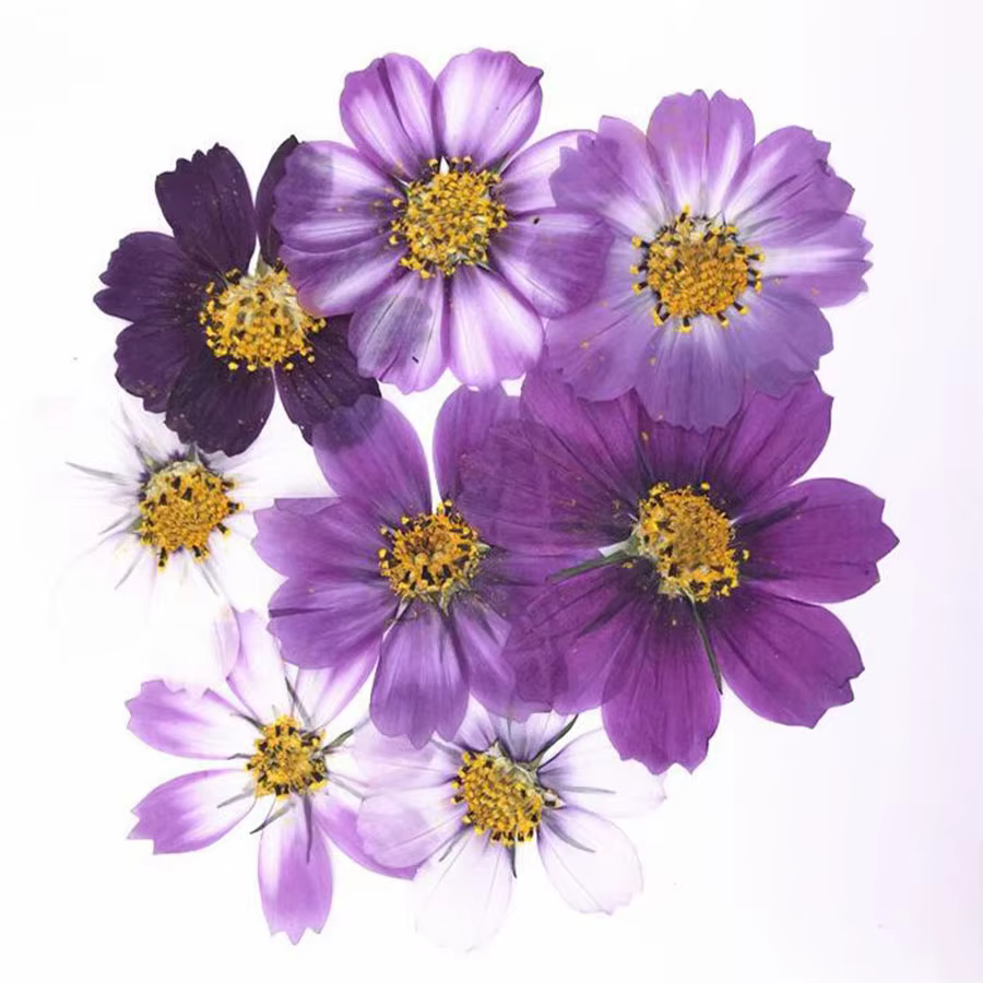 Cosmos violet de Murcia séché