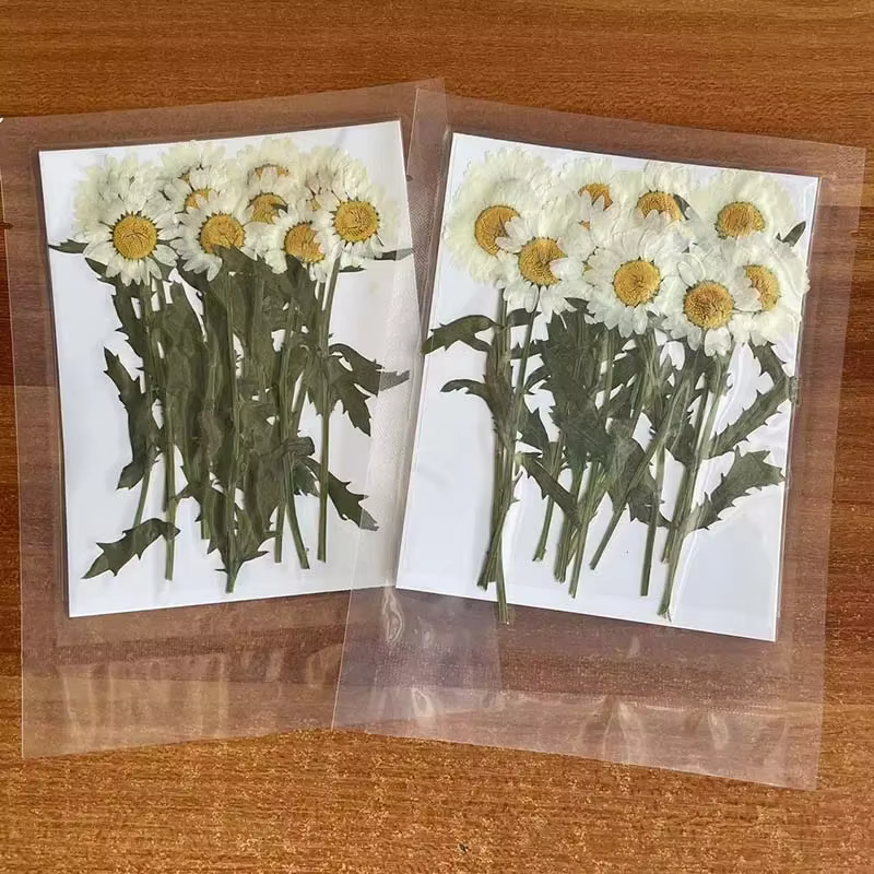 Plantes séchées naturelles 2~3CM*6~7CM