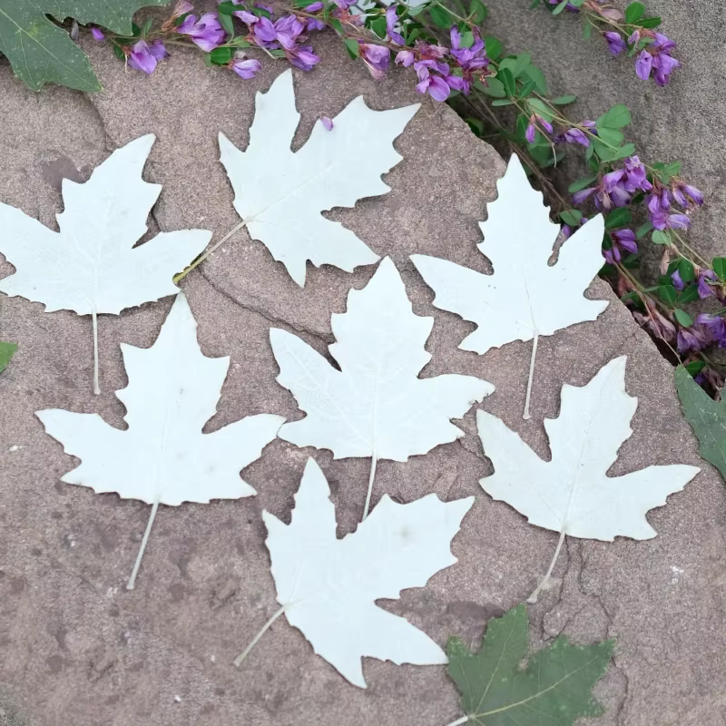 Feuilles de peuplier pressées naturelles