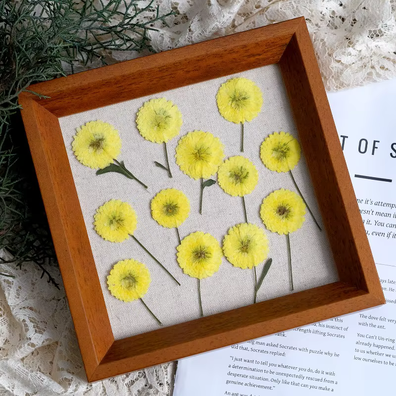 12 pièces/6-9 cm, nature Helichrysum pressé fleurs séchées bricolage bougie résine aromathérapie incrusté plante cadre Photo matériaux artisanaux
