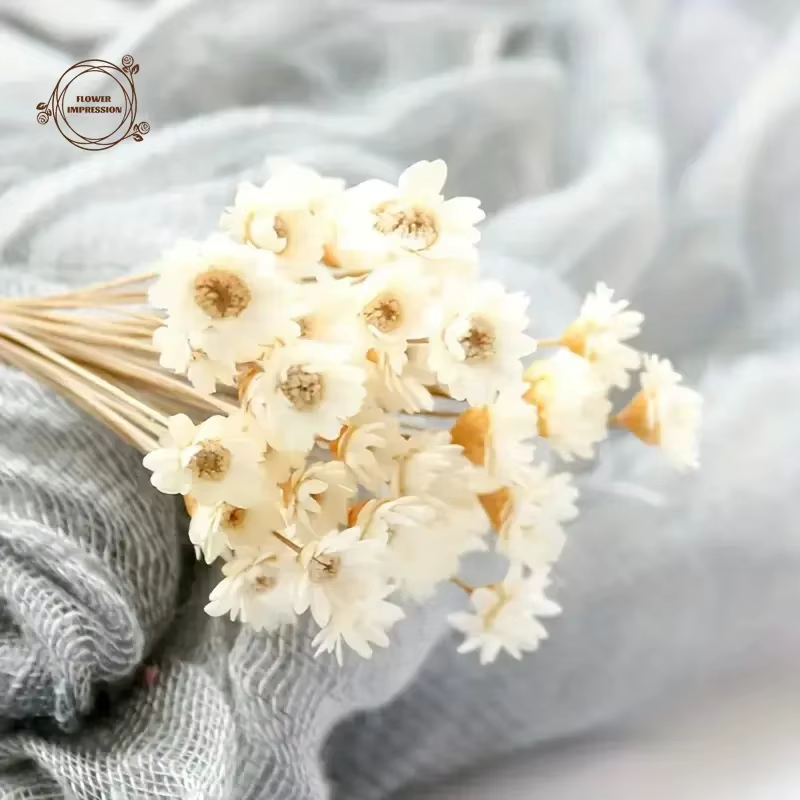 Petite étoile naturelle marguerite fleurs séchées décor de mariage