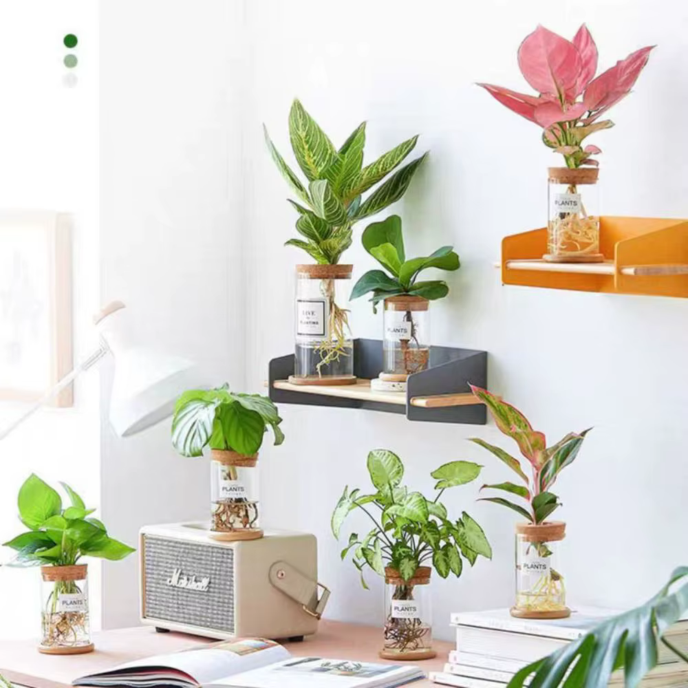 Pot de fleur hydroponique transparent pour la maison