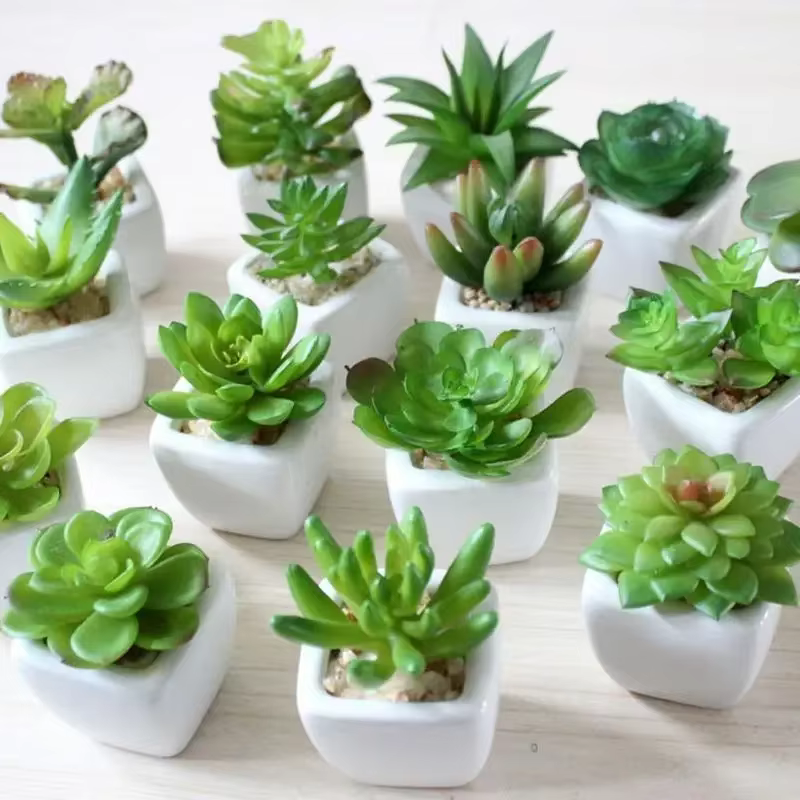 Plantes vertes succulentes artificielles