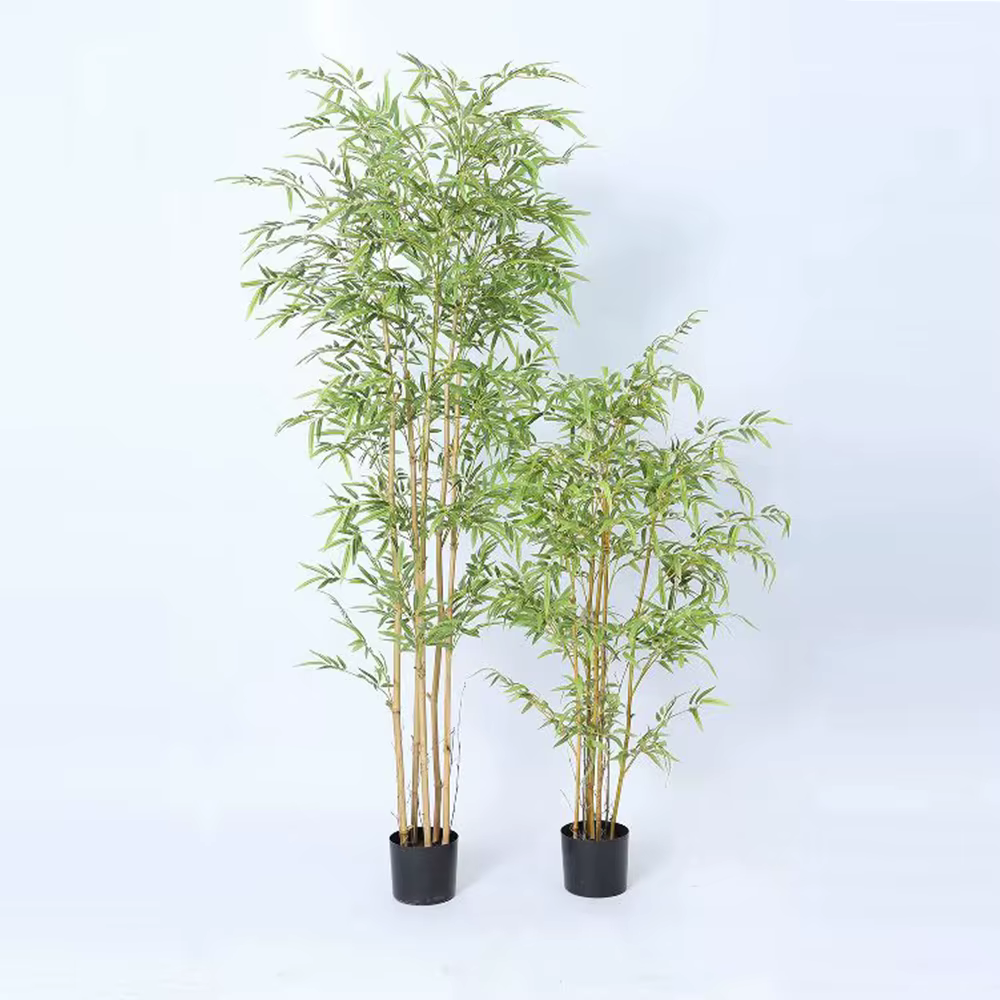 Branche de bambou de Taiwan