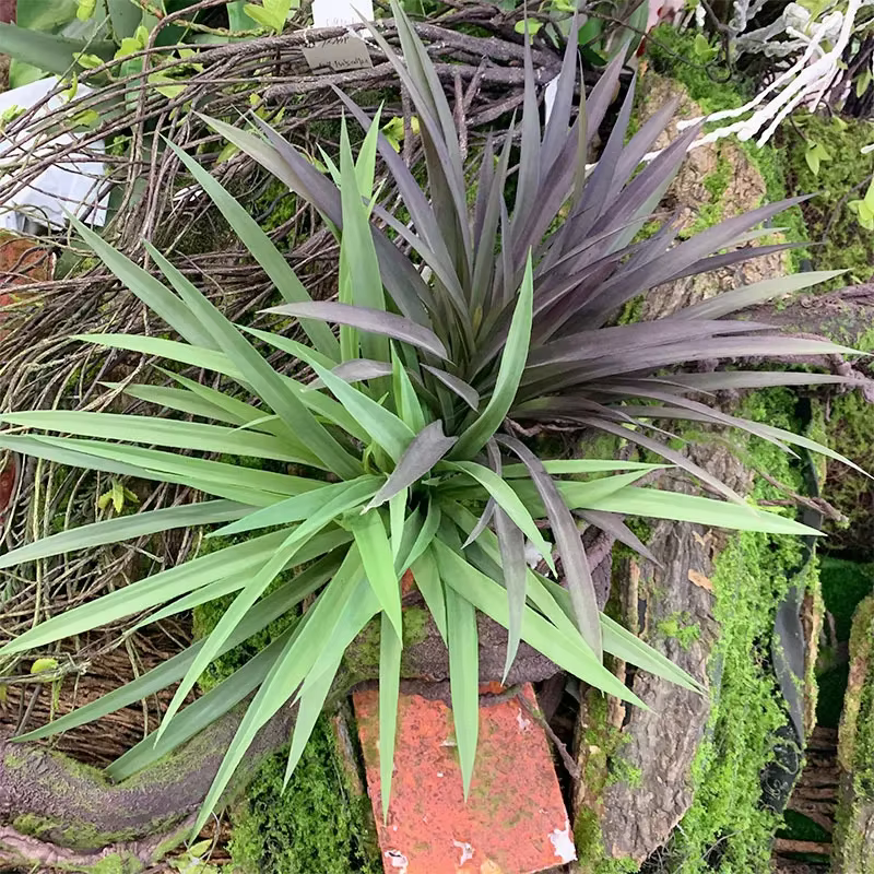 Plante artificielle en plastique pour la décoration murale de la maison