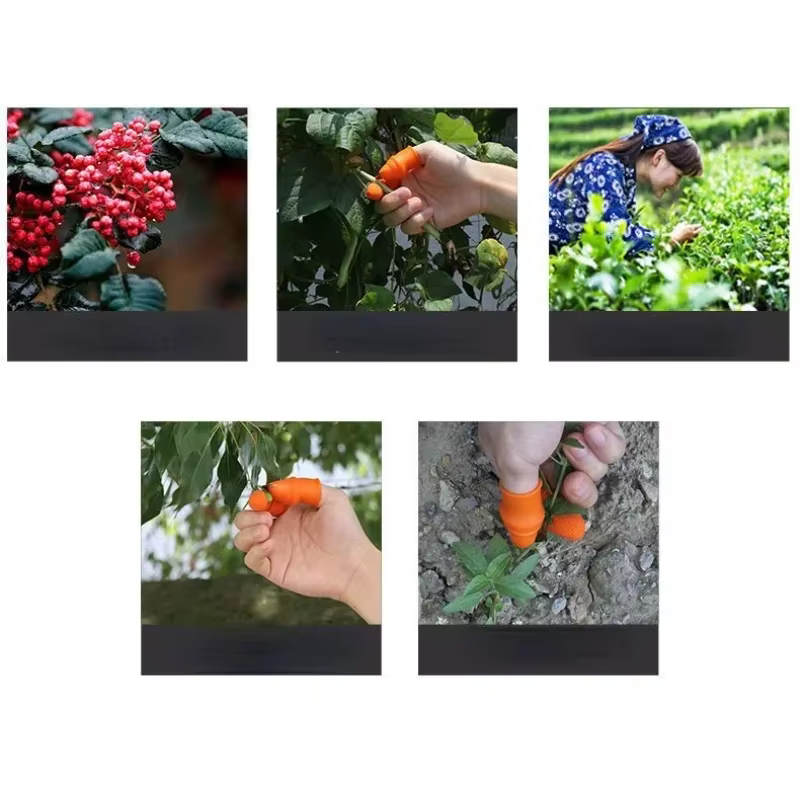 Patch de fruits et légumes de ferme pour verger de jardin