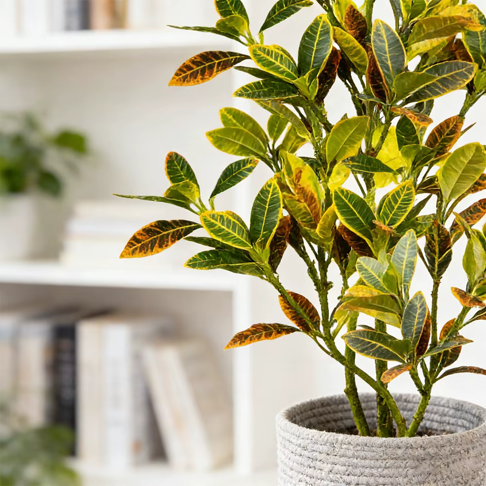 Plante artificielle de Codiaeum de grande taille (80-120 cm)