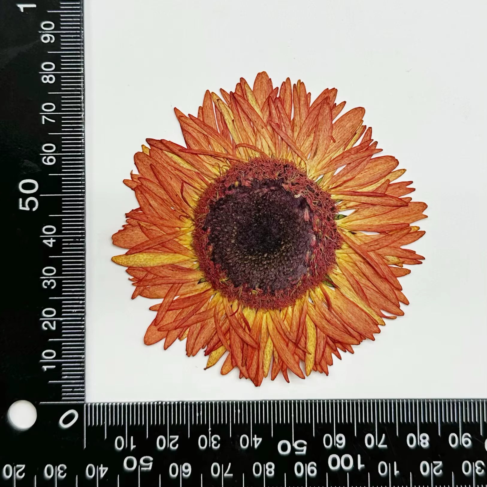 1 pièce, Kit d'artisanat de fleurs de gerbera séchées