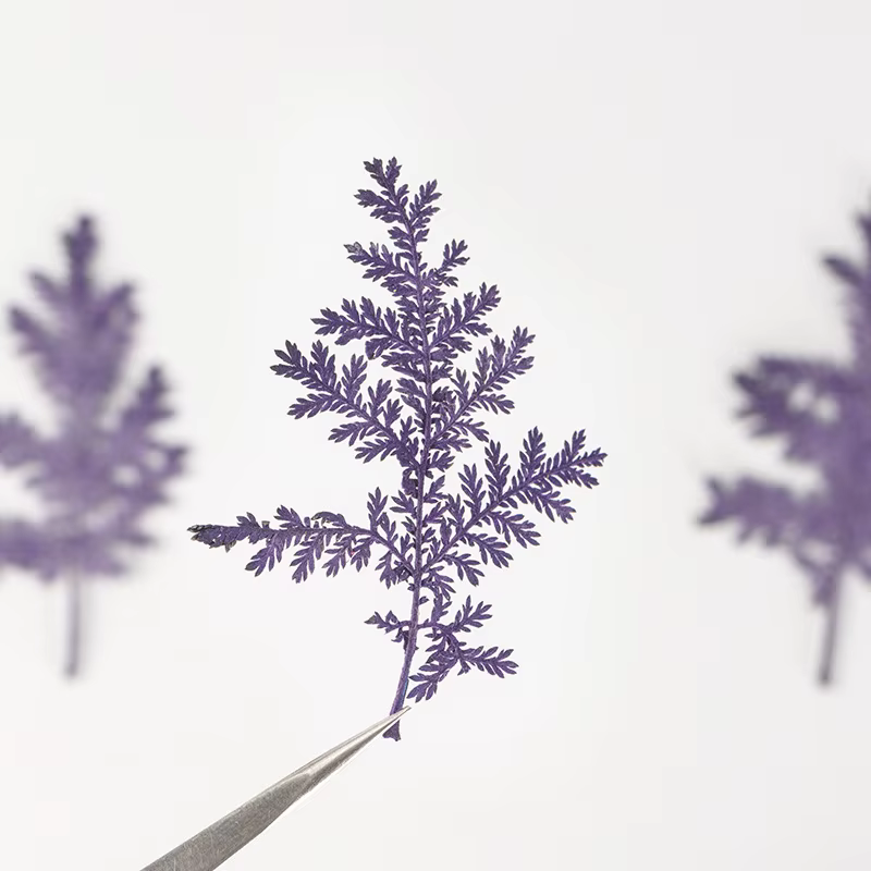 Feuilles séchées Artemisia de 4 à 7cm