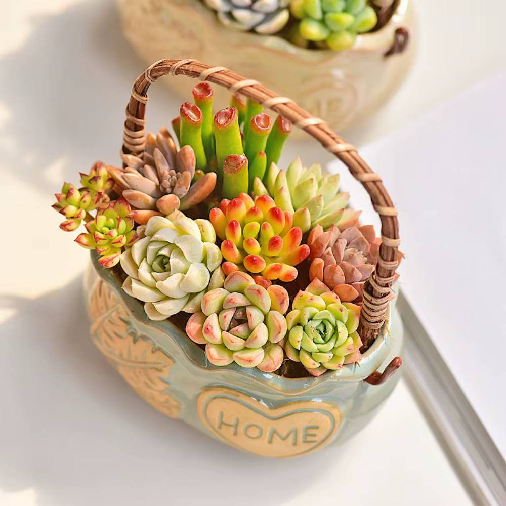 Jardinière succulente en céramique résistante à la Corrosion