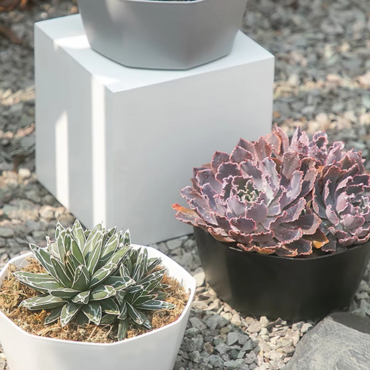 Pot de fleurs pour plantes succulentes