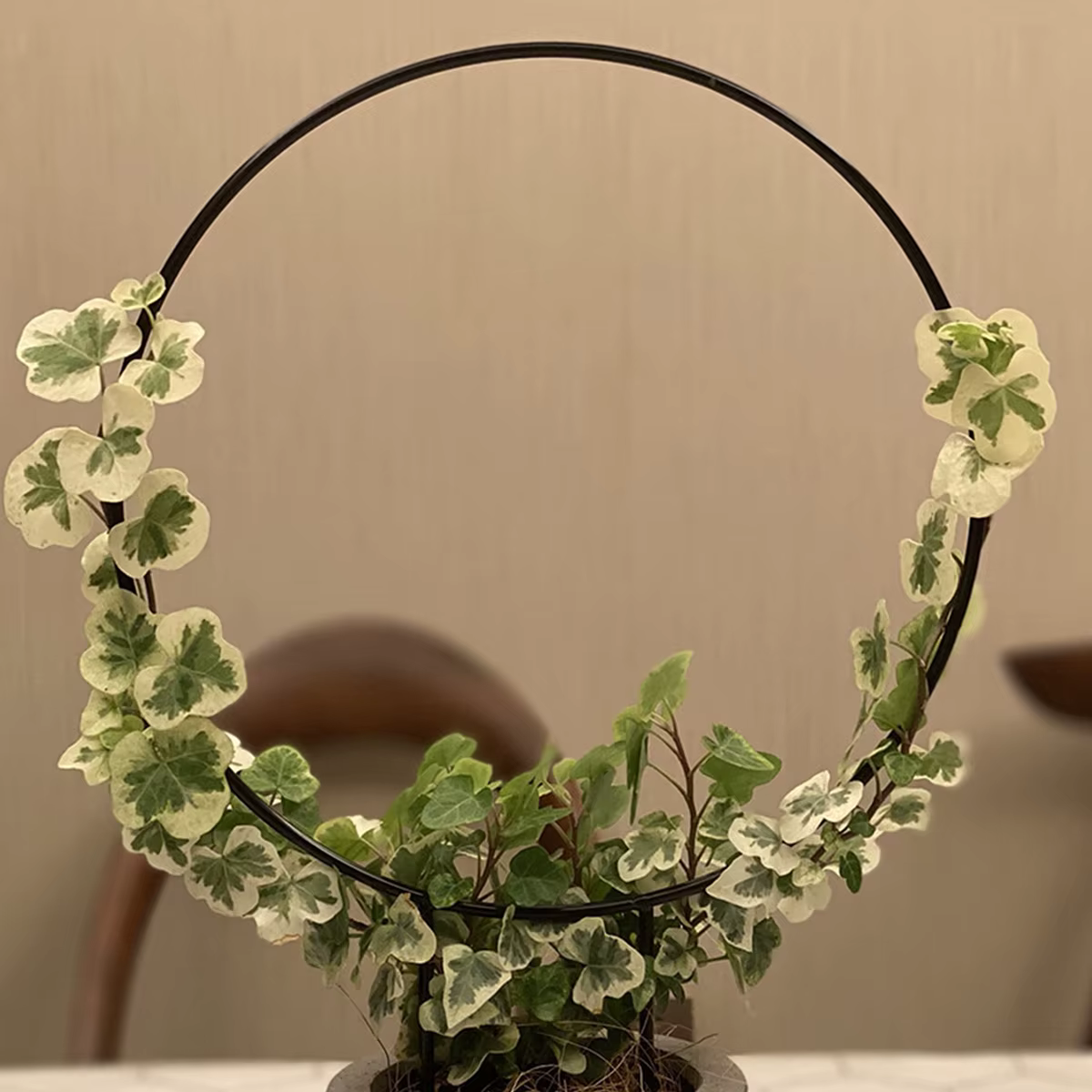 Support de plante grimpante en fer pour plantes grimpantes