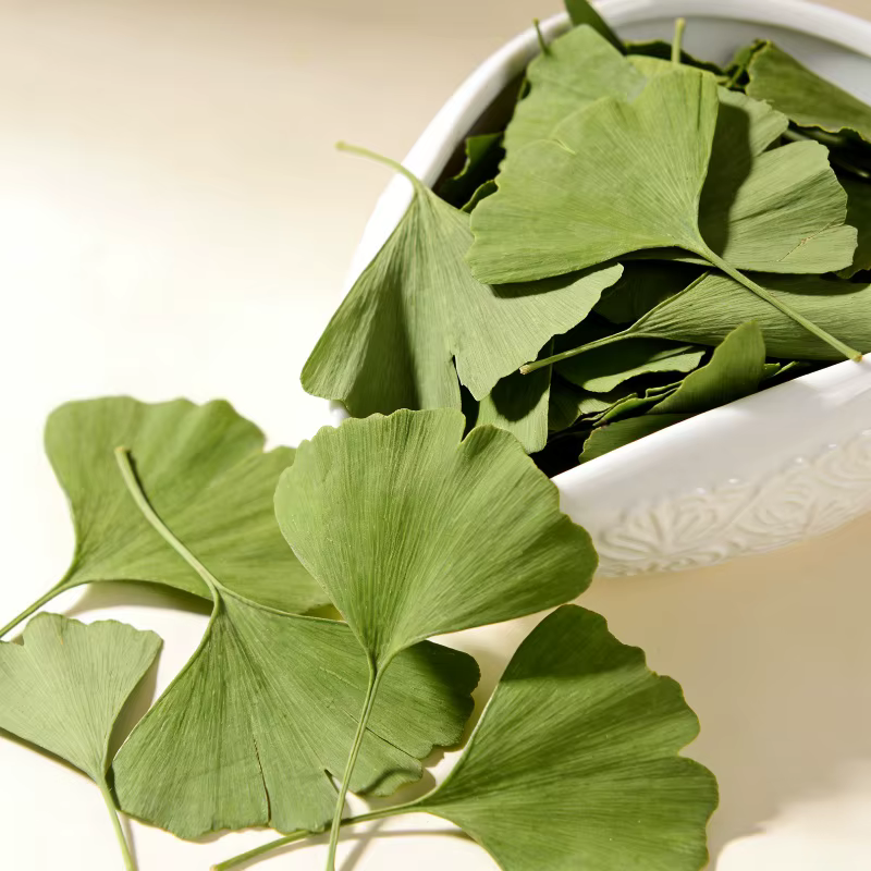Feuilles de Ginkgo Biloba séchées de qualité supérieure pour la beauté