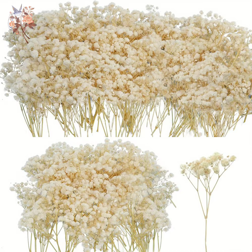 Mini fleur de gypsophile séchée