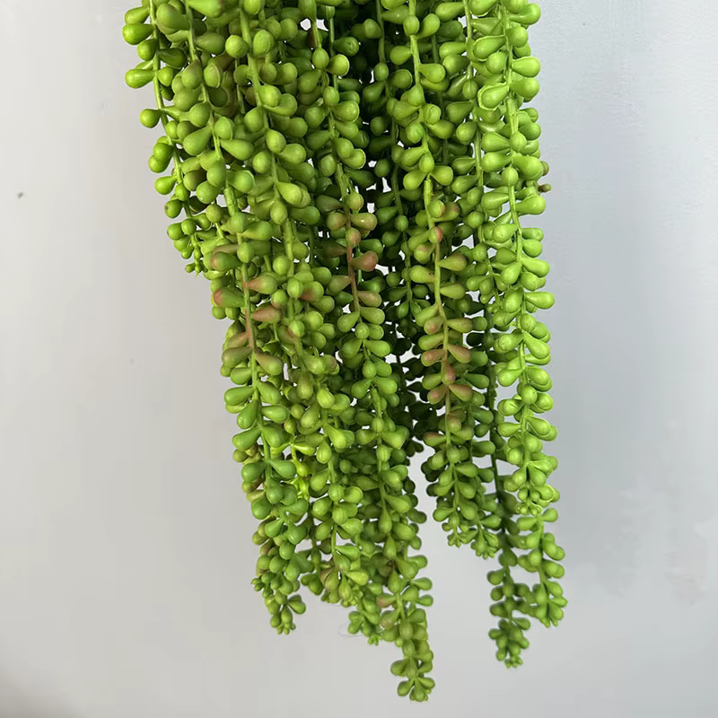 Plantes succulentes artificielles vives
