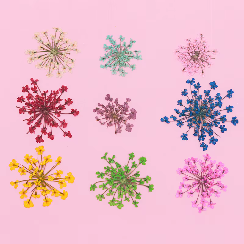 Ensemble de fleurs séchées en dentelle