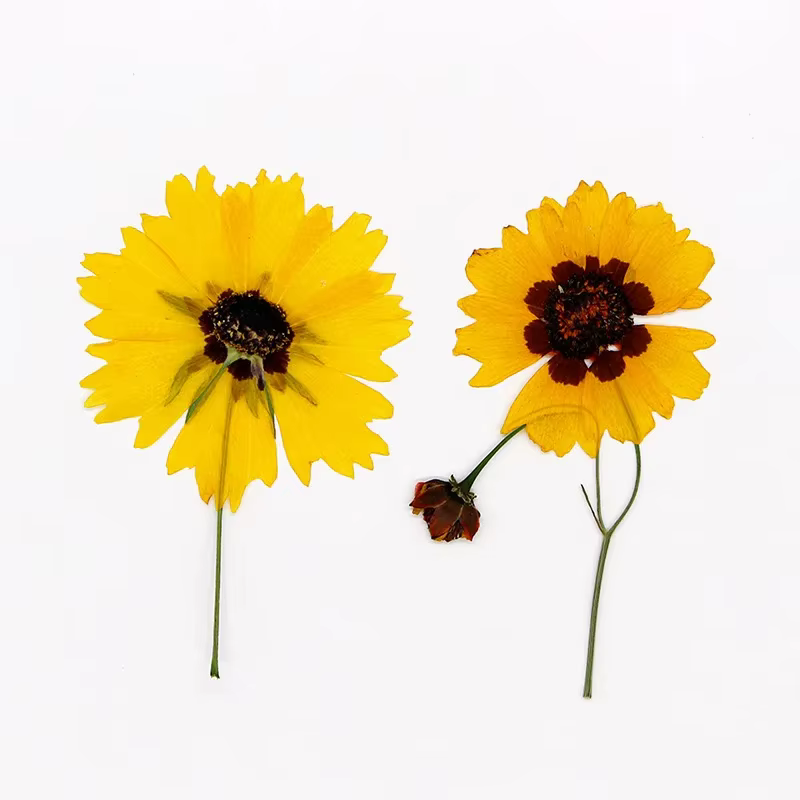 Têtes de fleurs de Tinctoria pressées dans la nature