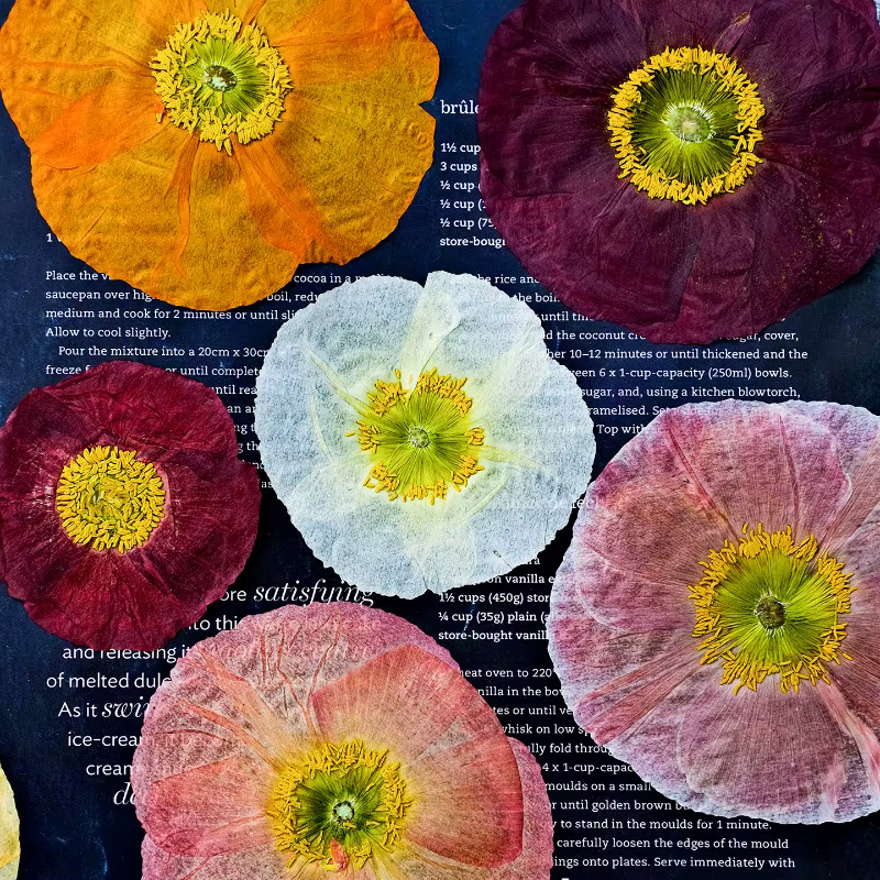 1 pièce, Fleurs de pavot de campagne naturelles séchées pressées pour DIY