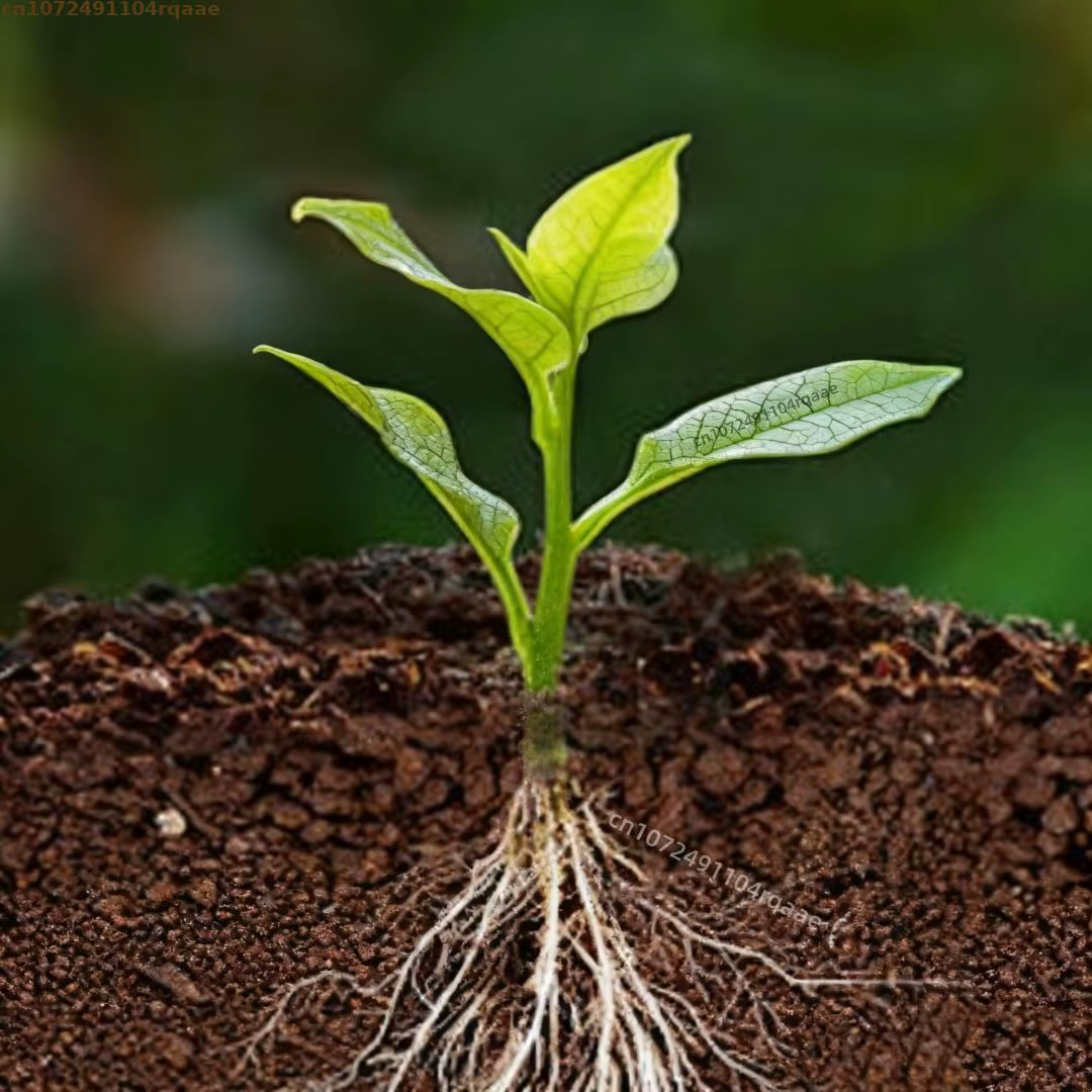 Engrais pour l'enracinement des fleurs ornementales