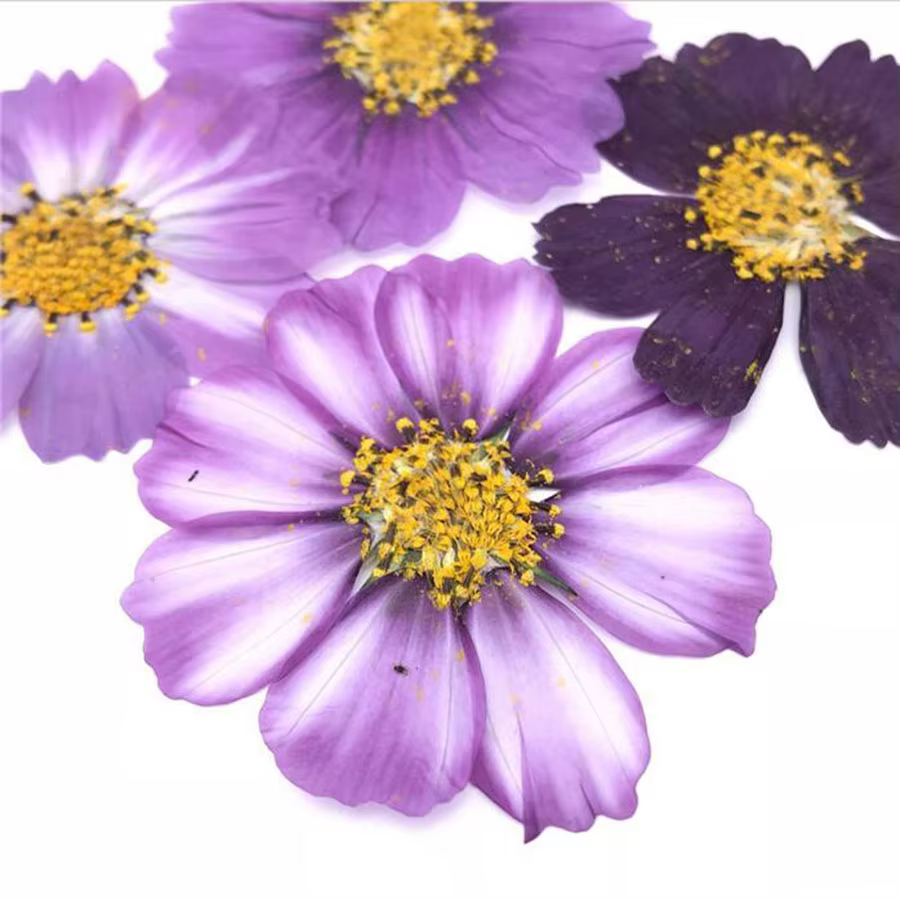 Cosmos violet de Murcia séché