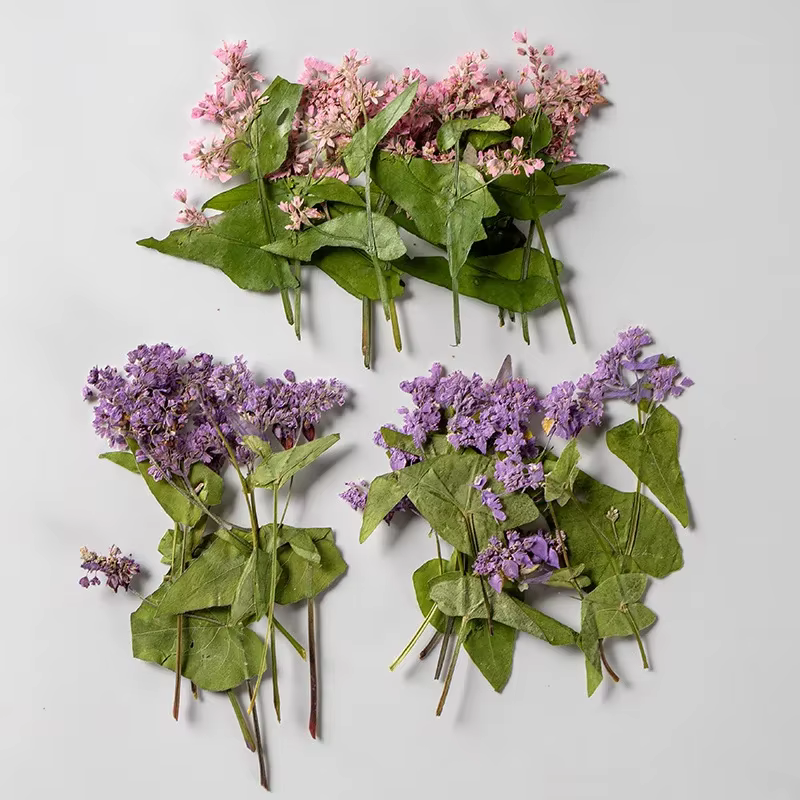 Fleur de sarrasin pressée