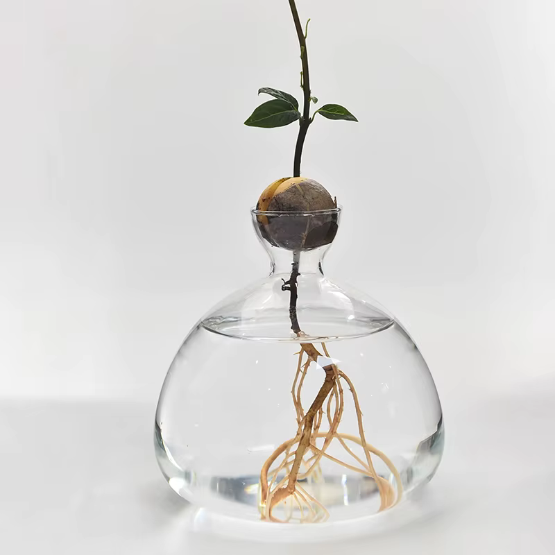 Kit de culture d'arbre d'avocat