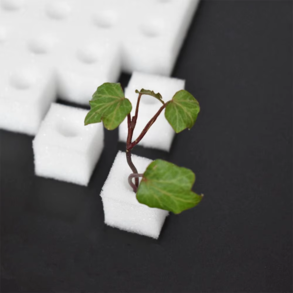 Culture hors sol plantation coton hydroponique semis jardin pépinière éponges plante légumes