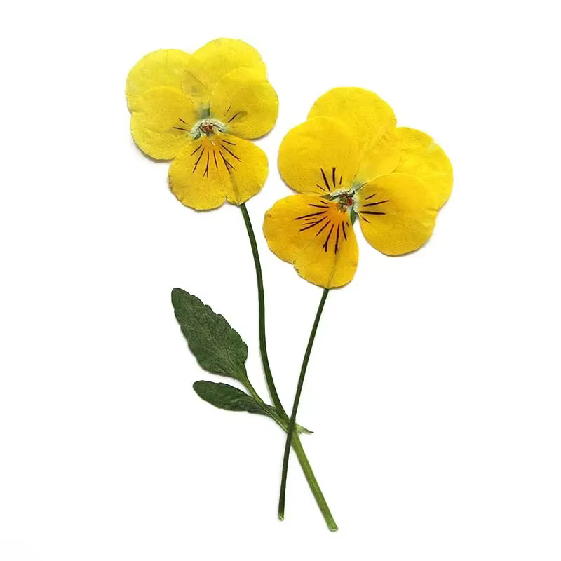 Véritables branches séchées naturelles PMurcia Viola Cornuta Fowers