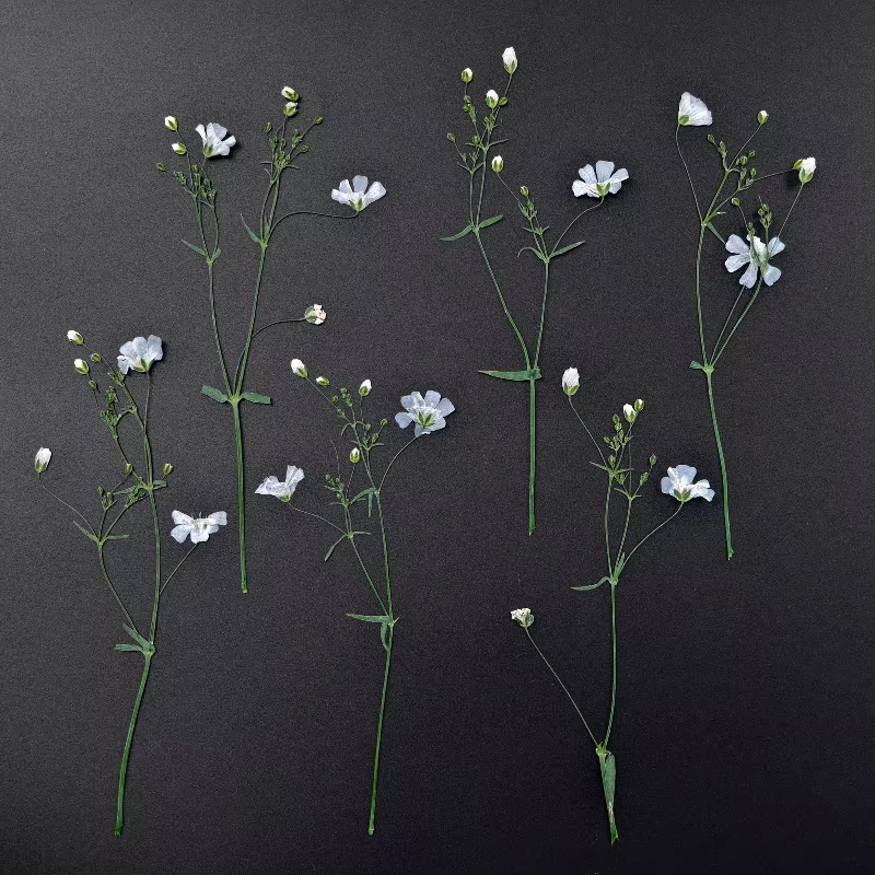 Fleurs séchées de néphra blanche véritable