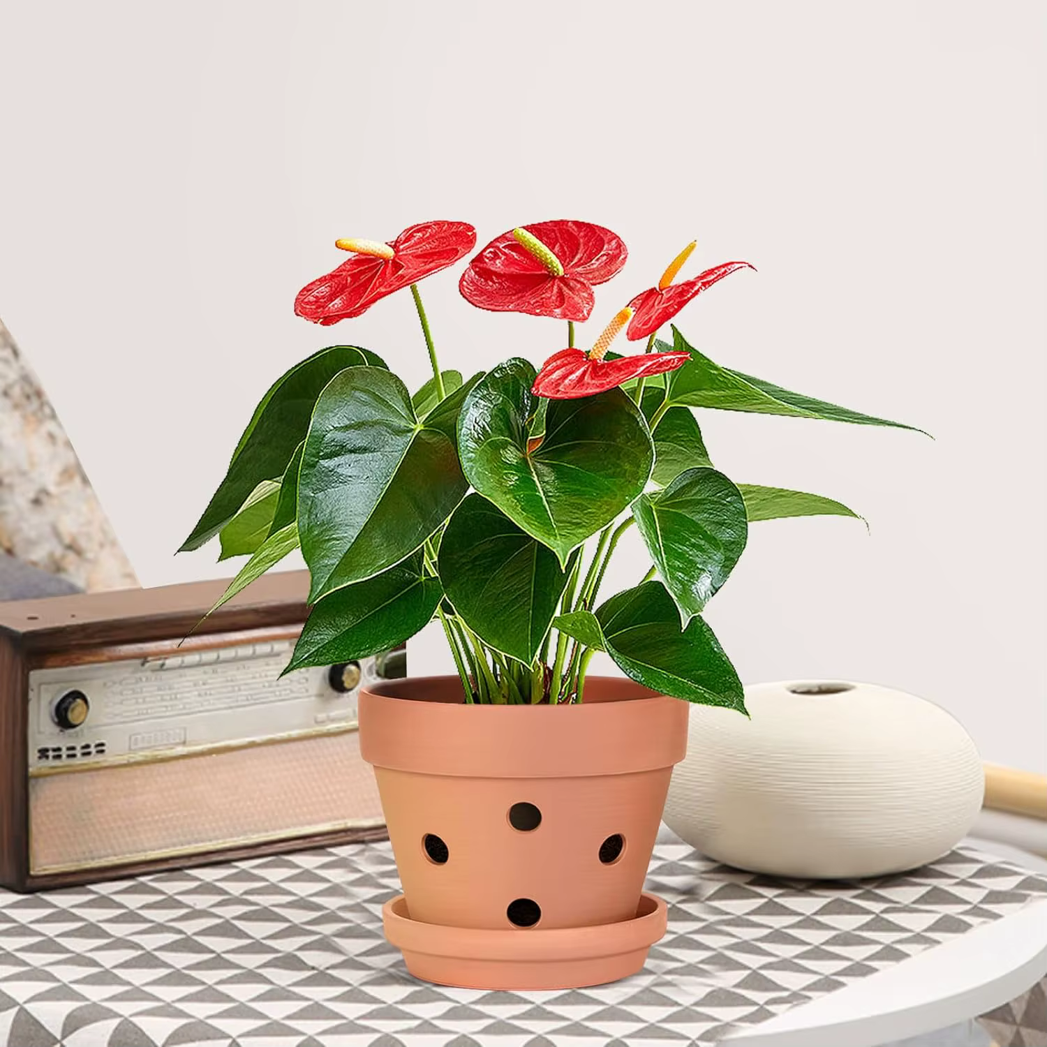 6 pots à orchidées en terre cuite de 4 pouces avec trous et soucoupes - Petits