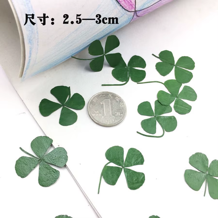 Feuilles séchées vertes PMurcia 4-scalp